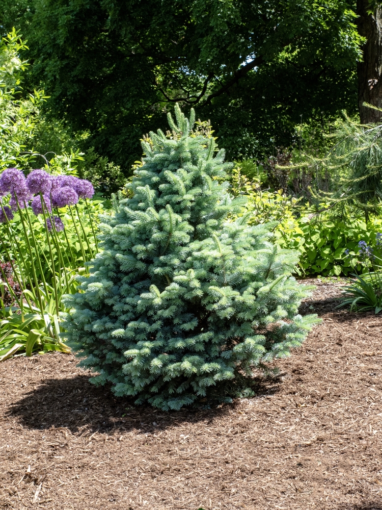 Abies Glauca Compacta (Alpine Fir conifer) 2